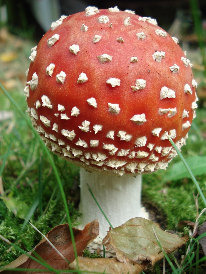 Mushroom nature autumn