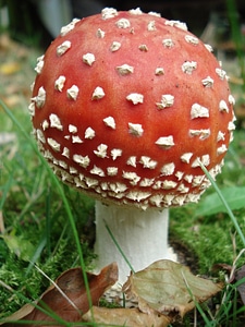 Mushroom nature autumn
