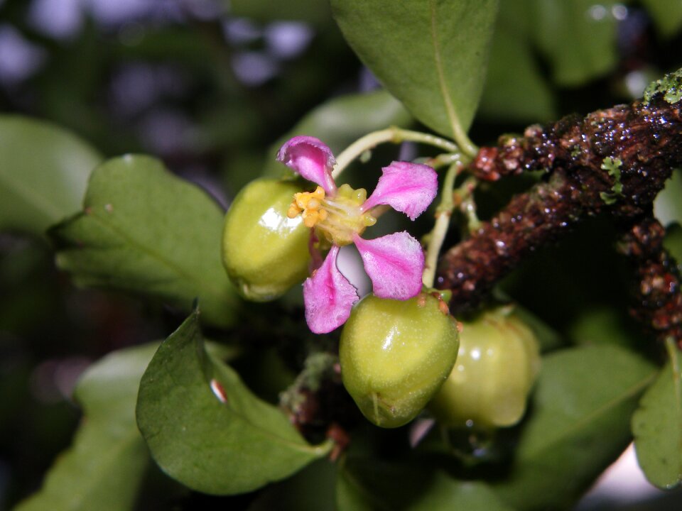 Flowers plants nature