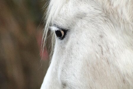 Portrait horse eye friendly
