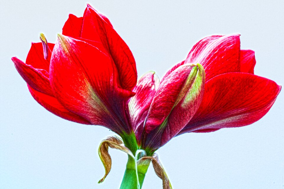 Flower plant botany