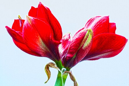 Flower plant botany photo