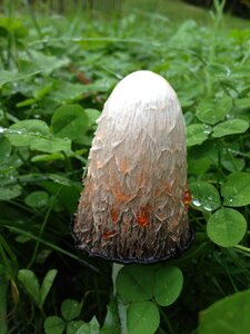 Herbs nature plant