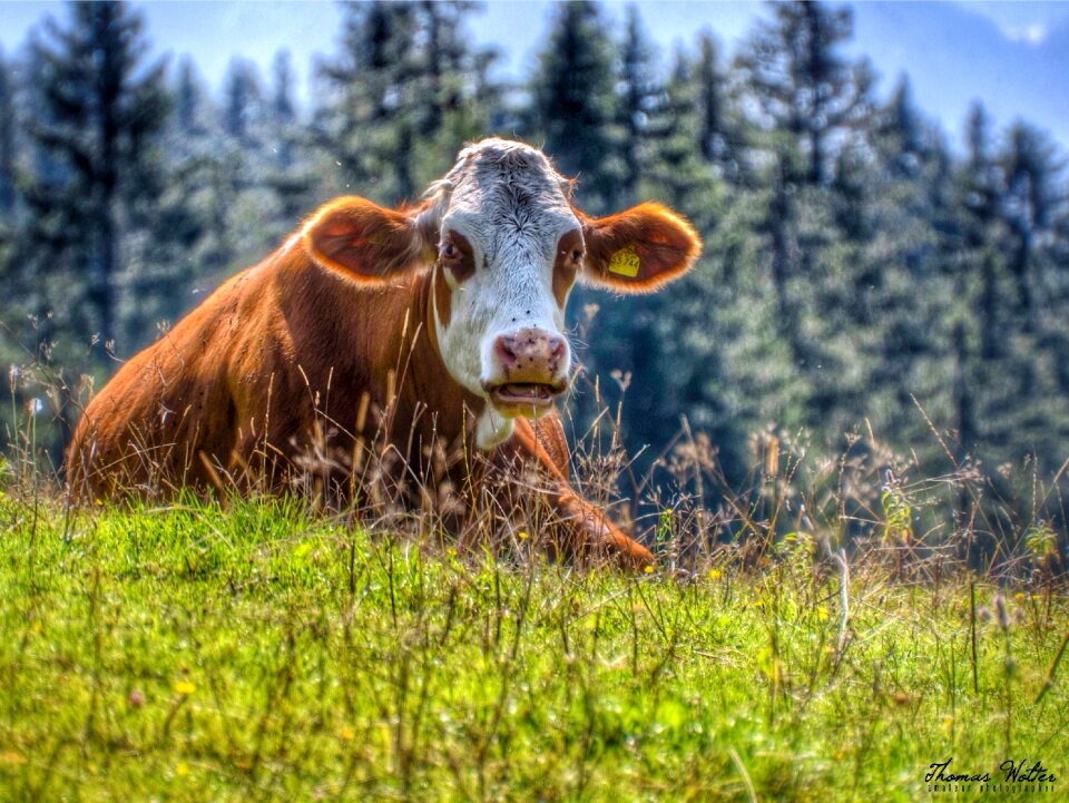 Mountain meadows meadow graze