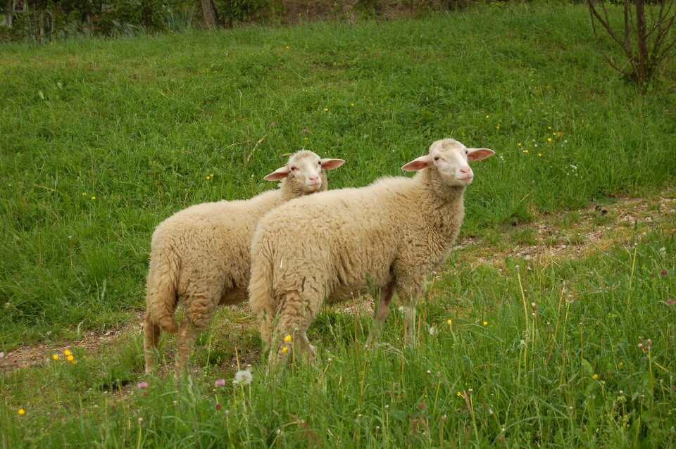 Idyll meadow graze