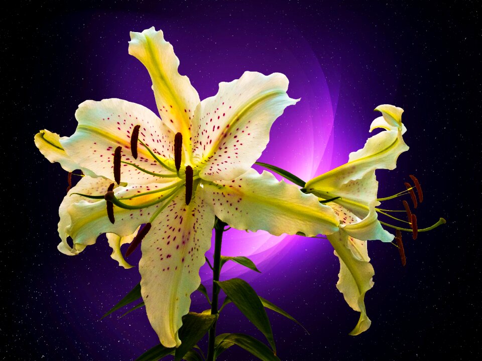 Blossom bloom flower