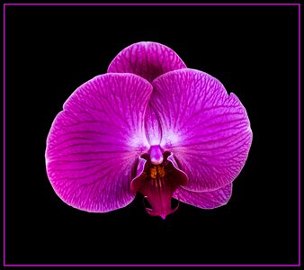 Bloom violet close up