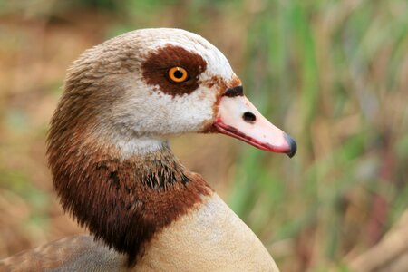 Head neck brown and buff