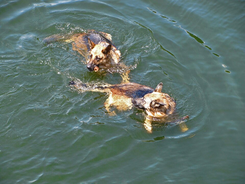 Animals water summer