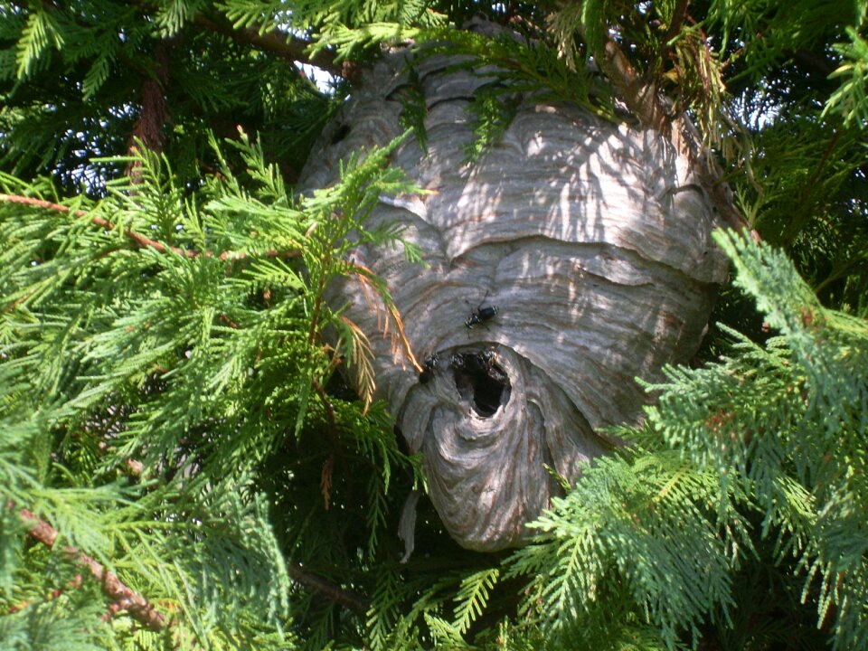 Wasps wasps' nest insects