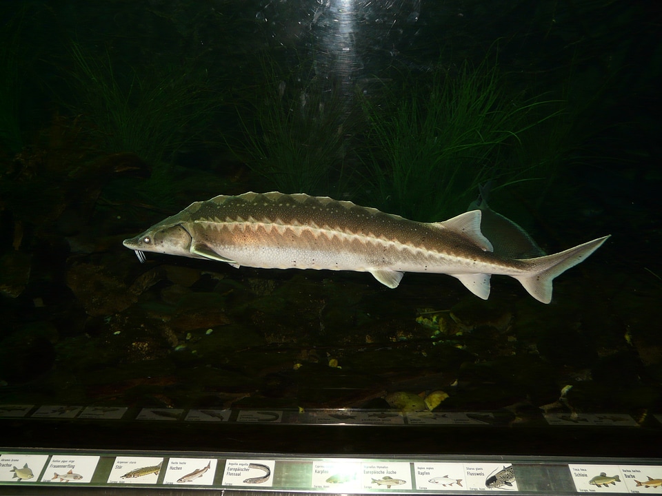 Fins aquarium acipenser sturio