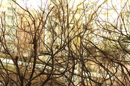 Landscape winter a bony