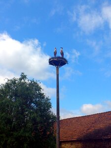 Nest storks birds photo