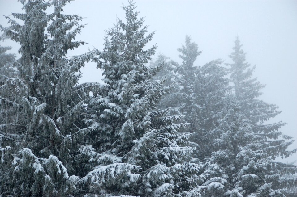 Fir snow winter landscape photo