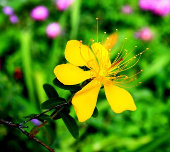 Dainty st johns wort herb