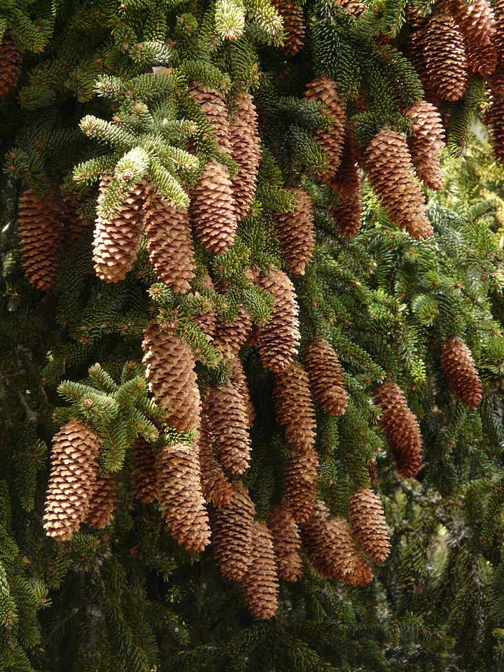 Conifer common spruce picea abies