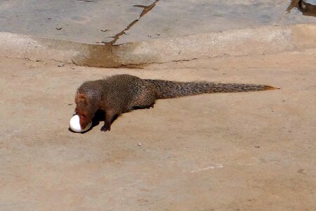 Egg grappling india