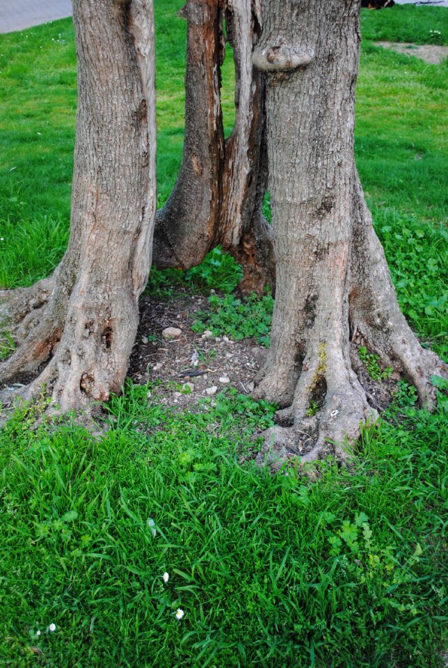 Structures gnarled old tree
