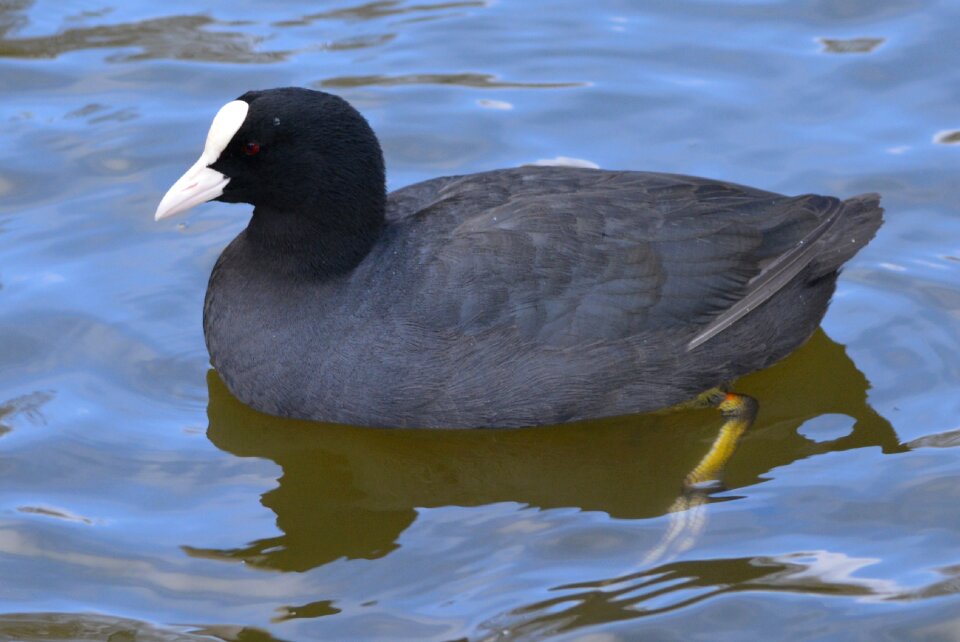 Waterfowl animal nature