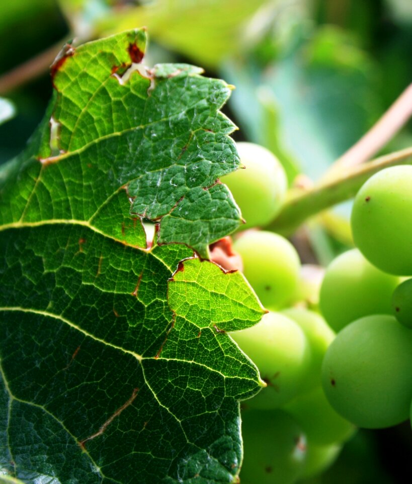 Leaves vine garden