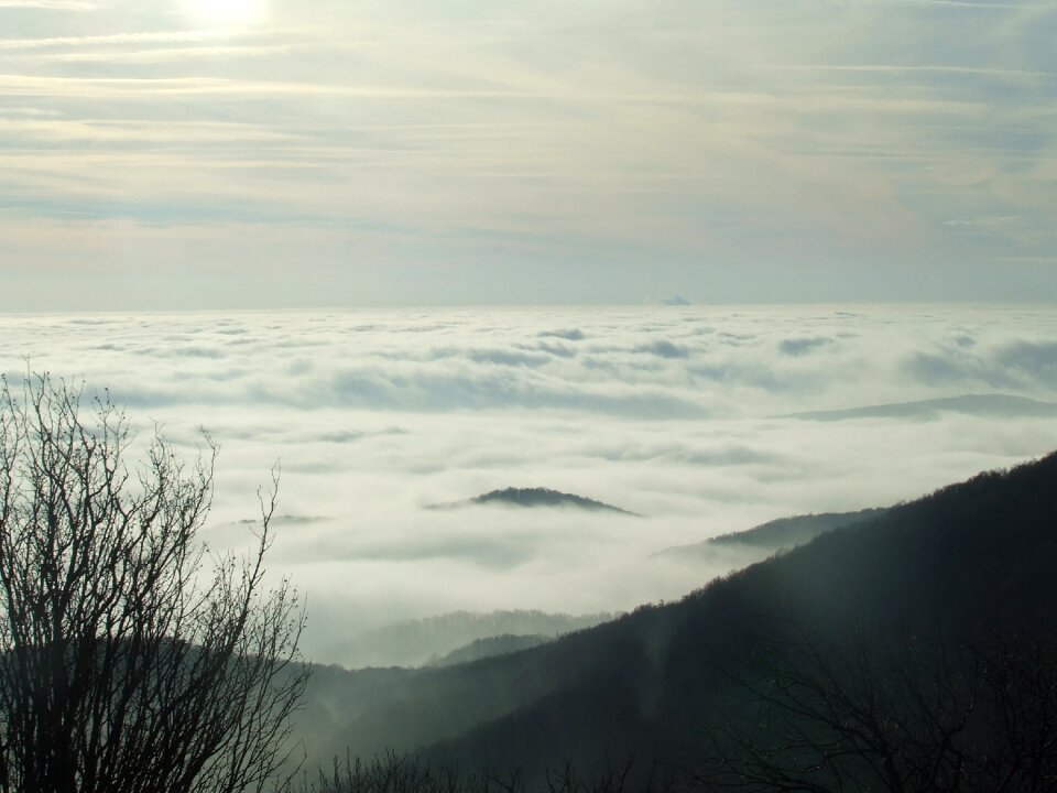 Fog nature forest