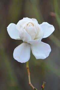 White flower nature