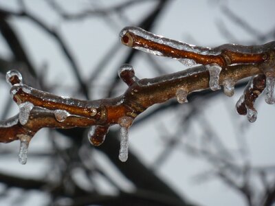 Twig branch winter photo
