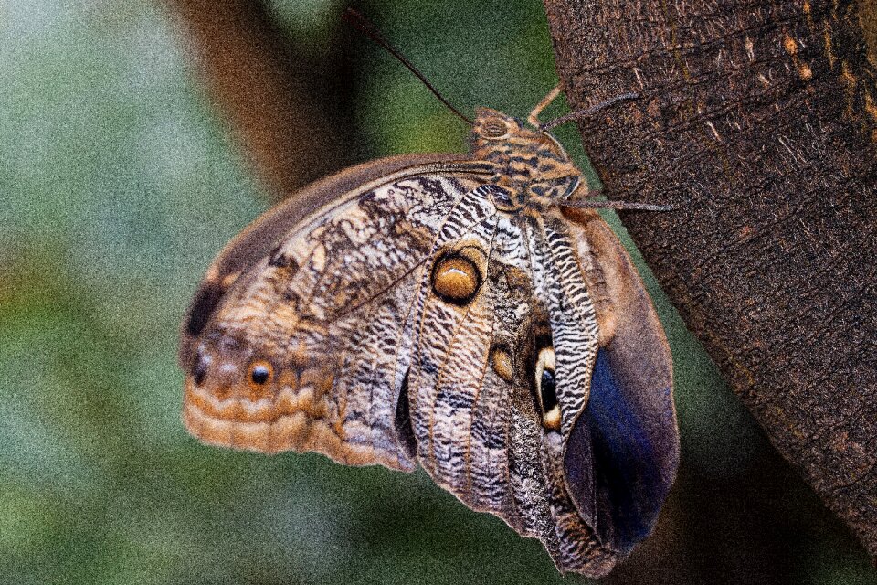 Exotic tropics tropical