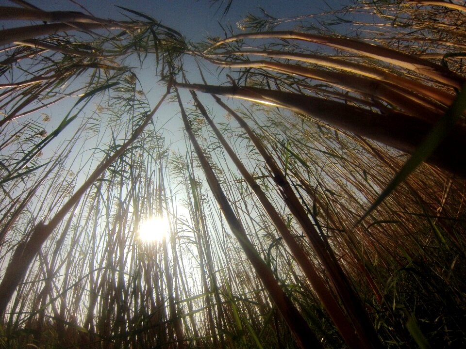 Nature sun sunlight