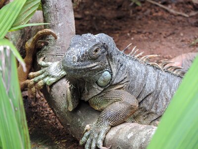 Nature life animal world