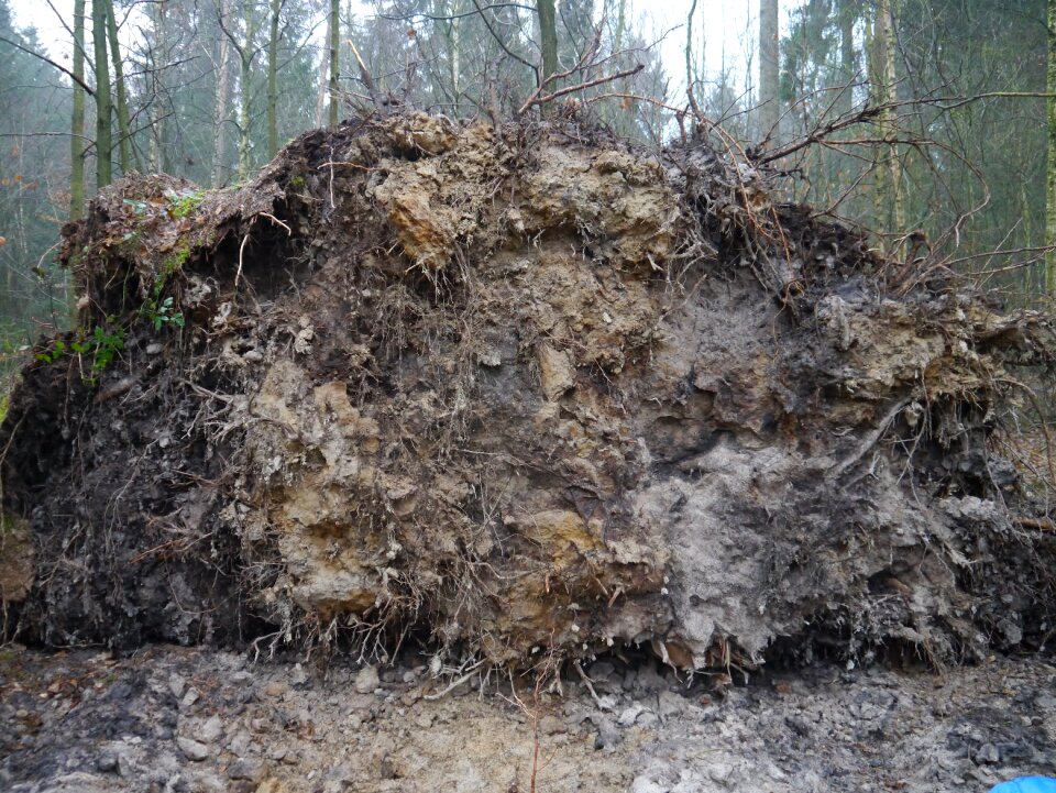 Overturned forest wind