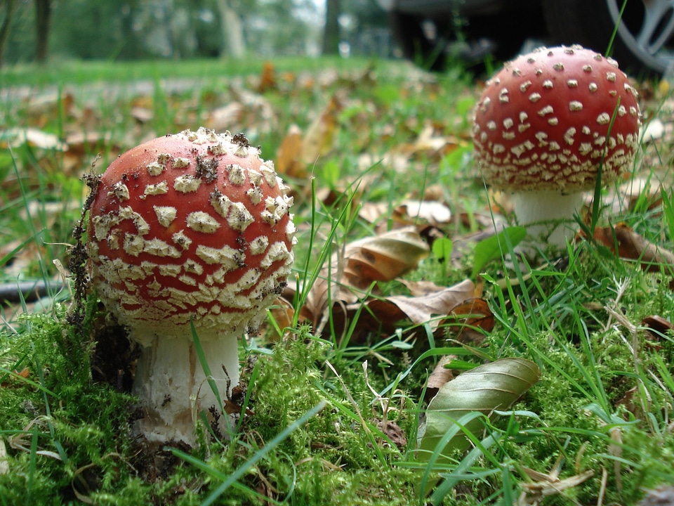 Mushroom nature autumn