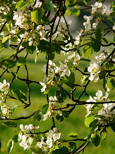 Pear blossom blossom bloom