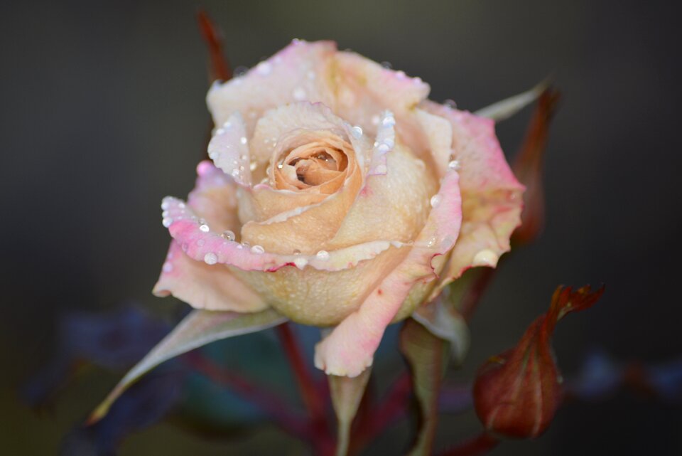 Flower pink rose nature