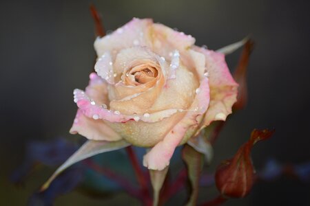 Flower pink rose nature photo