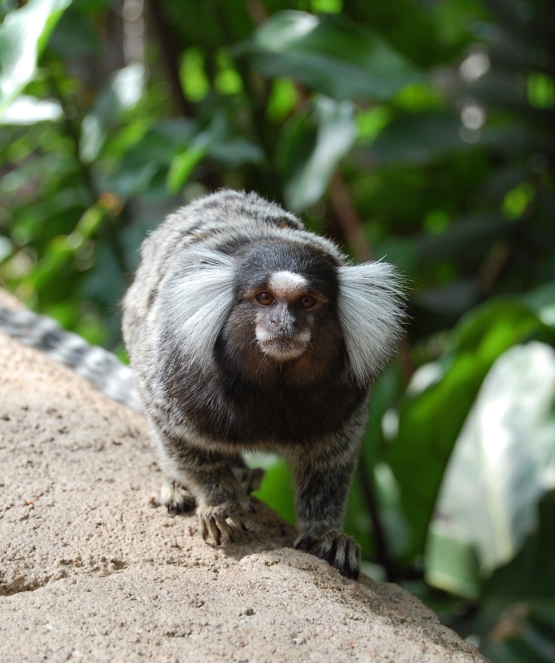 Wild mammal primate