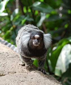 Wild mammal primate
