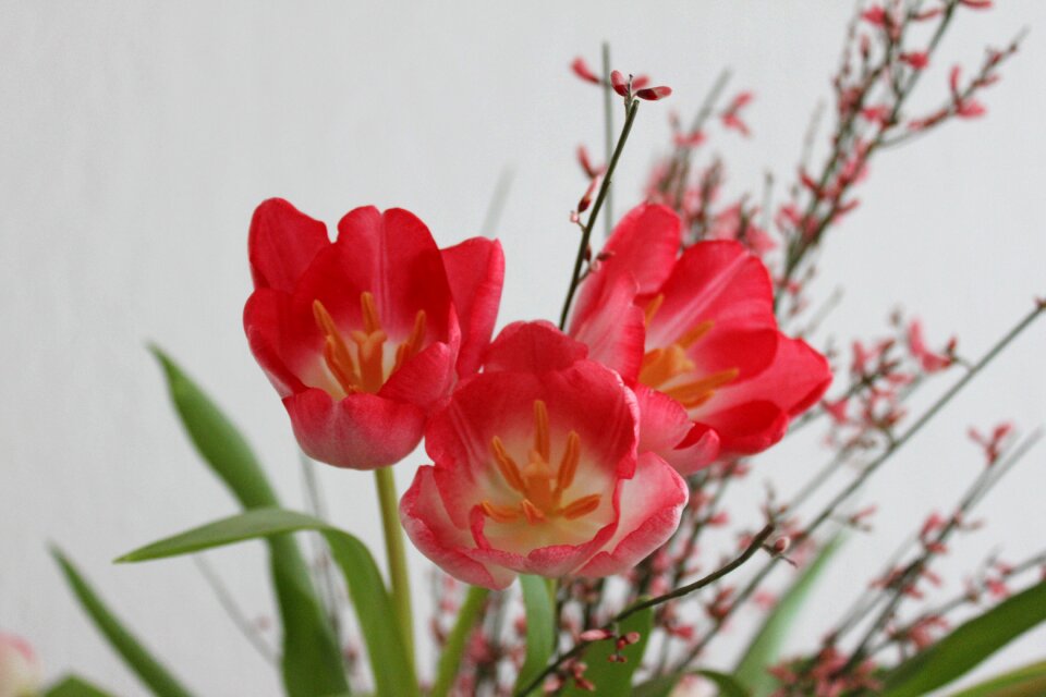 Tulips flowers red
