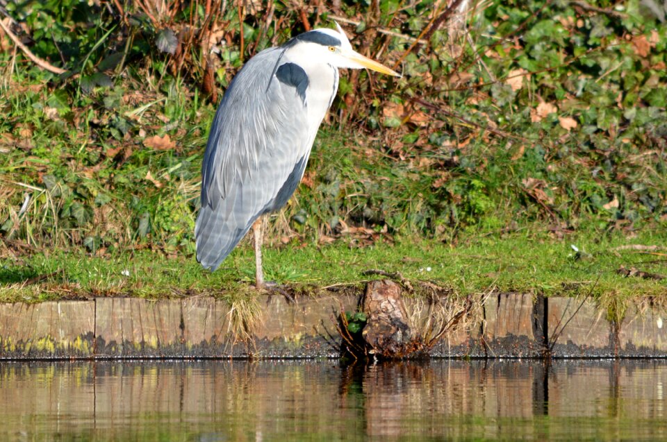 Bird nature pond