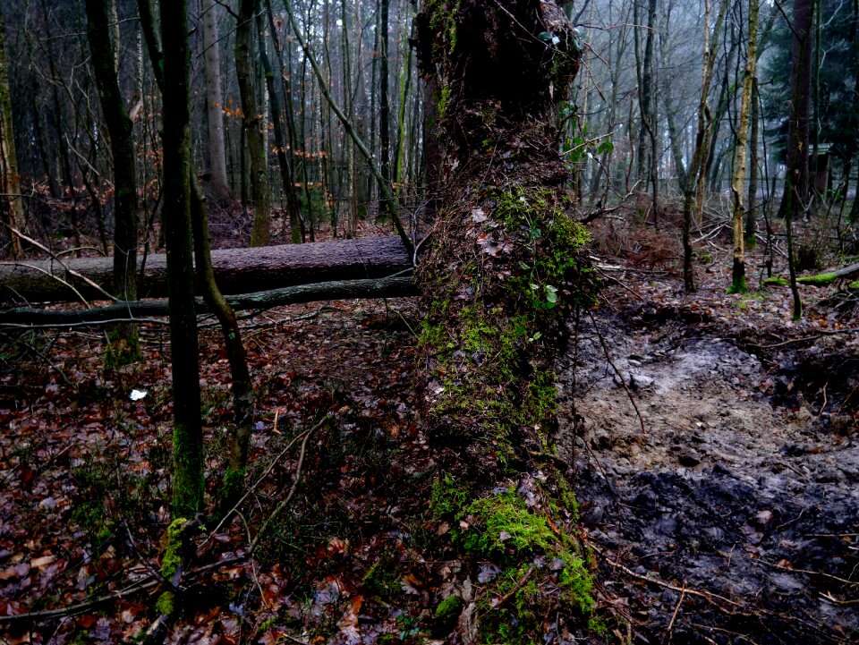 Overturned forest wind