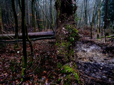 Overturned forest wind