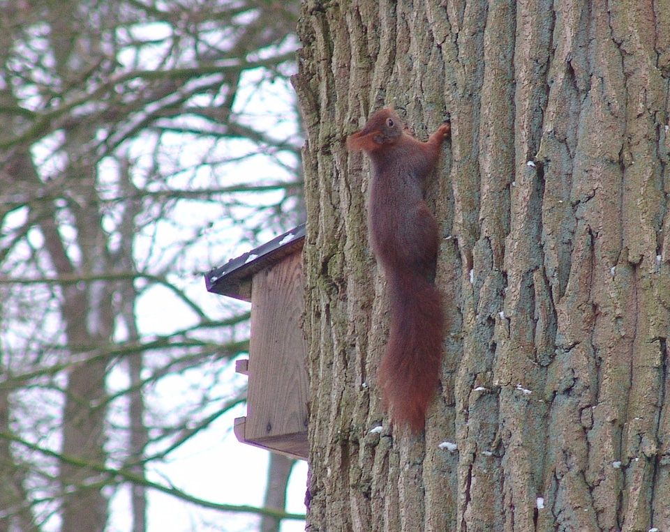 Squirrel oak animals