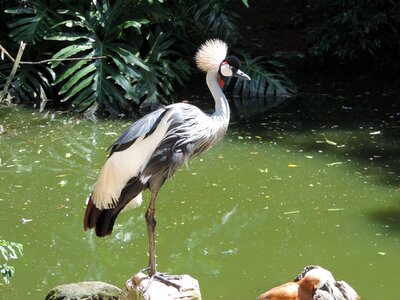 Nature life animal world