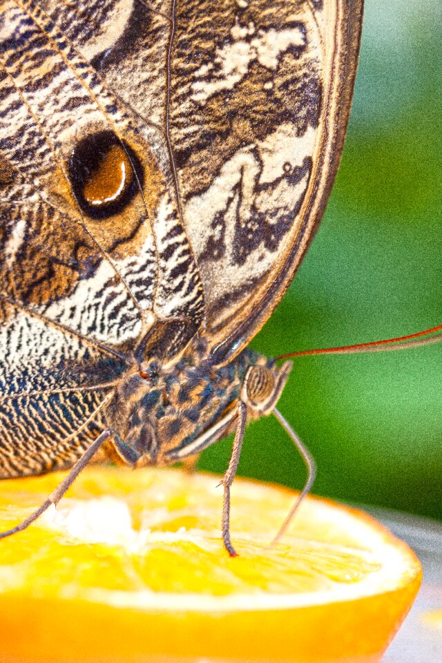 Exotic tropics tropical