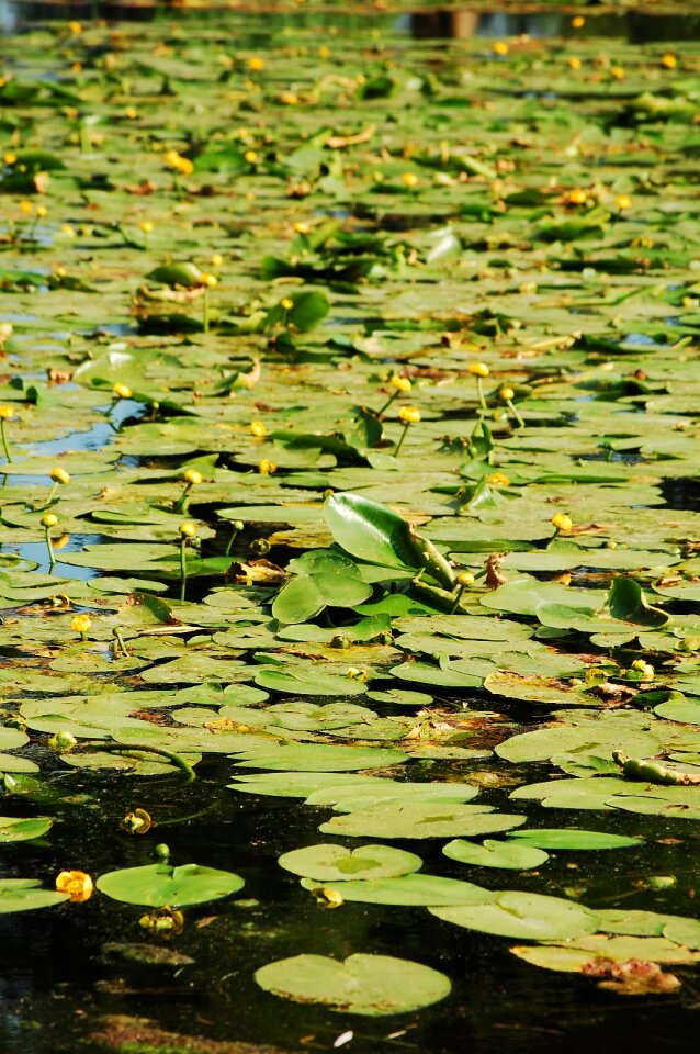 Water lily lake rose water