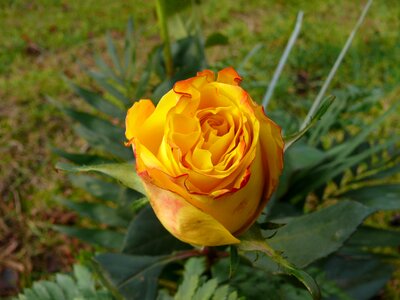 Rose bloom blossom bloom