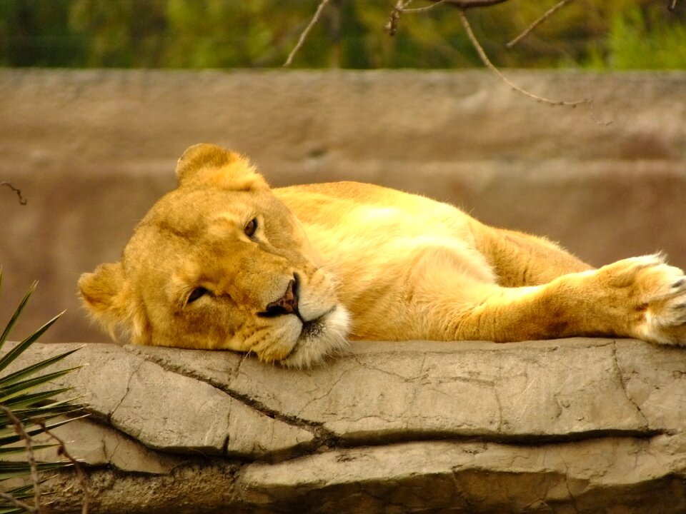 Lions rock animal