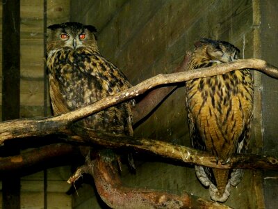 Night active eagle owl forest
