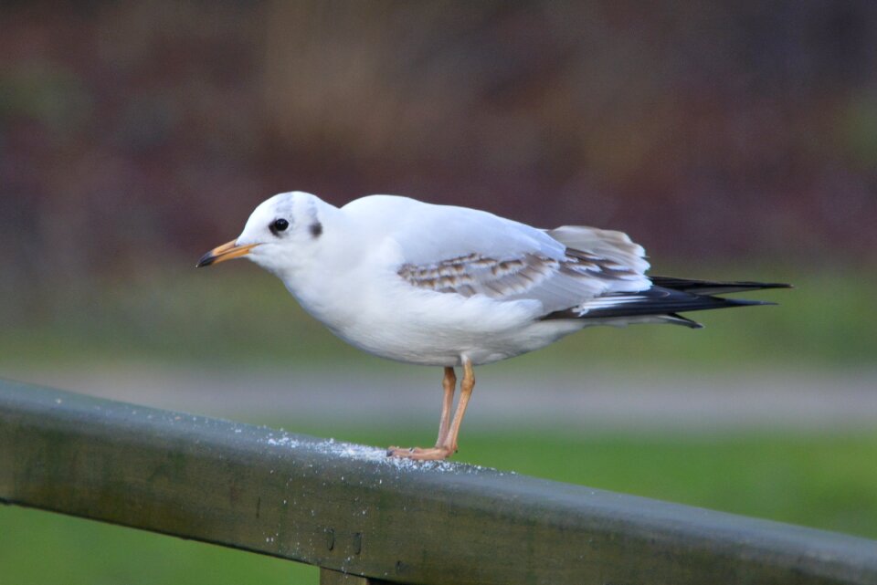 Seagull bird nature