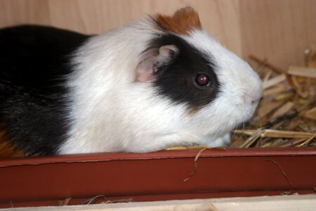 Rodent guinea pig house cute